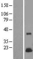 LYZL4 Human Over-expression Lysate