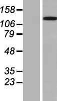CFAP251 Human Over-expression Lysate