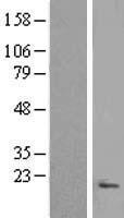 C9orf116 Human Over-expression Lysate