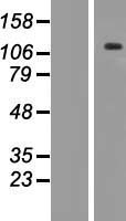 ANKRD35 Human Over-expression Lysate