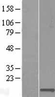 C2orf15 Human Over-expression Lysate