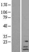C6orf57 (SDHAF4) Human Over-expression Lysate