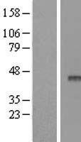 APOBEC3F Human Over-expression Lysate