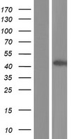 Apolipoprotein L 1 (APOL1) Human Over-expression Lysate