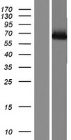 TAK1 (MAP3K7) Human Over-expression Lysate