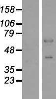 ELOA3P Human Over-expression Lysate