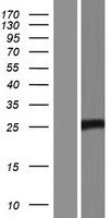 APOBEC3A Human Over-expression Lysate
