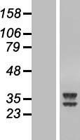 ATPAF2 Human Over-expression Lysate