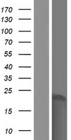 SPANXB2 Human Over-expression Lysate