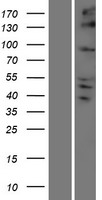KIFC2 Human Over-expression Lysate
