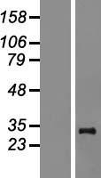 MRPL24 Human Over-expression Lysate