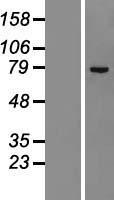ZNF23 Human Over-expression Lysate