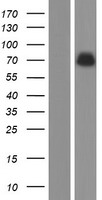 ACOT11 Human Over-expression Lysate