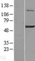 ZFP38 (ZSCAN21) Human Over-expression Lysate