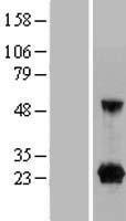 C9orf25 (FAM219A) Human Over-expression Lysate