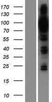 OSBPL9 Human Over-expression Lysate