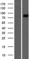 OSBPL9 Human Over-expression Lysate