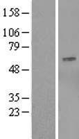 OSBPL9 Human Over-expression Lysate