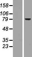 FOXP2 Human Over-expression Lysate