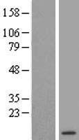 DSCR10 Human Over-expression Lysate