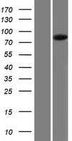 PIGQ Human Over-expression Lysate