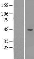 SHMT1 Human Over-expression Lysate