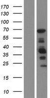 TAGAP Human Over-expression Lysate