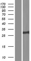 PSMA3 Human Over-expression Lysate