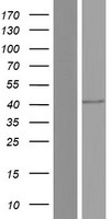 DR3 (TNFRSF25) Human Over-expression Lysate