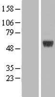 ARRDC1 Human Over-expression Lysate