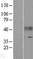 KTEL1 (POGLUT1) Human Over-expression Lysate