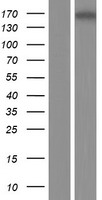 MYOM3 Human Over-expression Lysate