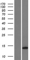 SMIM43 Human Over-expression Lysate