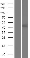 Sphingosine 1 phosphate phosphatase 2 (SGPP2) Human Over-expression Lysate