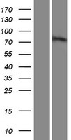 PWWP3B Human Over-expression Lysate