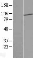 PIWIL4 Human Over-expression Lysate