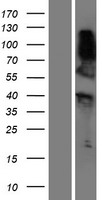 RNF165 Human Over-expression Lysate