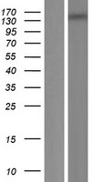 MEI1 Human Over-expression Lysate