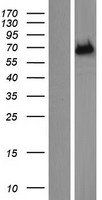 ENTHD1 Human Over-expression Lysate