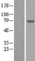 CCDC27 Human Over-expression Lysate