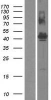 FAM187B Human Over-expression Lysate