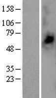 Monocarboxylate transporter 14 (SLC16A14) Human Over-expression Lysate