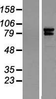 IQCE Human Over-expression Lysate