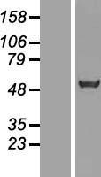 SRFBP1 Human Over-expression Lysate