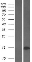 nkx6.3 (NKX6-3) Human Over-expression Lysate