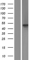C1orf55 (SDE2) Human Over-expression Lysate
