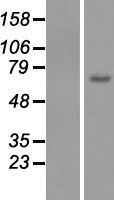 C1orf177 (LEXM) Human Over-expression Lysate