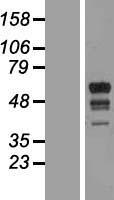 RNF190 (MARCH10) Human Over-expression Lysate