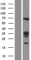 RALGPS2 Human Over-expression Lysate