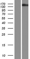 TBC1D32 Human Over-expression Lysate